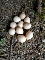 Eier für Glucke oder Brutmaschiene Thüringen - Steinbach-Hallenberg (Thüringer W) Vorschau