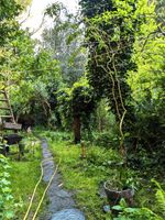 Über 2m große Korkenzieherweide im Tontopf, Baum, Balkon, Garten Östliche Vorstadt - Fesenfeld Vorschau