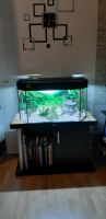 Panorama-Aquarium mit LED-Beleuchtung und Schrank Sachsen-Anhalt - Muldestausee Vorschau