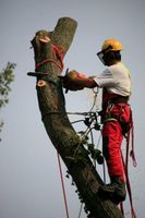 Baumfällung, Baumpflege, Baum fällen, Kaminholz, Schnittholz Dresden - Kleinzschachwitz Vorschau