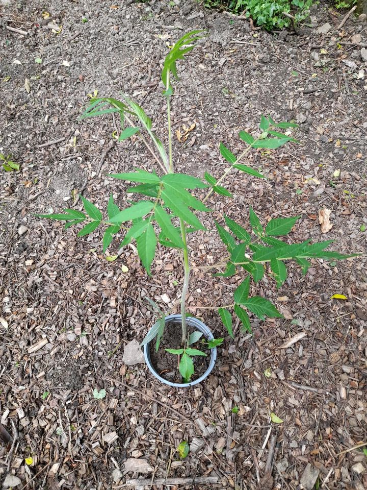 Essigbaum/Hirschkolbensumach "Rhus typhina" in Velbert