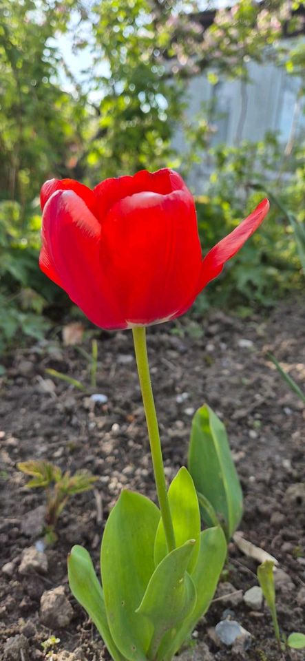 Sonniger Garten Krösnitz in Schwerin