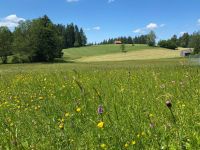 Suche Wiese zum Mähen für Heu Grass selber mähen Thüringen - Sonneberg Vorschau