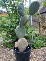 Großer kräftiger Kaktus Opuntie Feigenkaktus Nordrhein-Westfalen - Bergkamen Vorschau