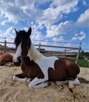 Bildschöne Curly Horse Stute Nordrhein-Westfalen - Barntrup Vorschau