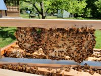 Wabenhonig aus Naturwaben (Miele/Honey/Bali) Bayern - Großmehring Vorschau