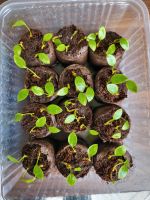 Anthurium Bakeri Seedlings Pflanzen Ableger Rheinland-Pfalz - Mainz Vorschau