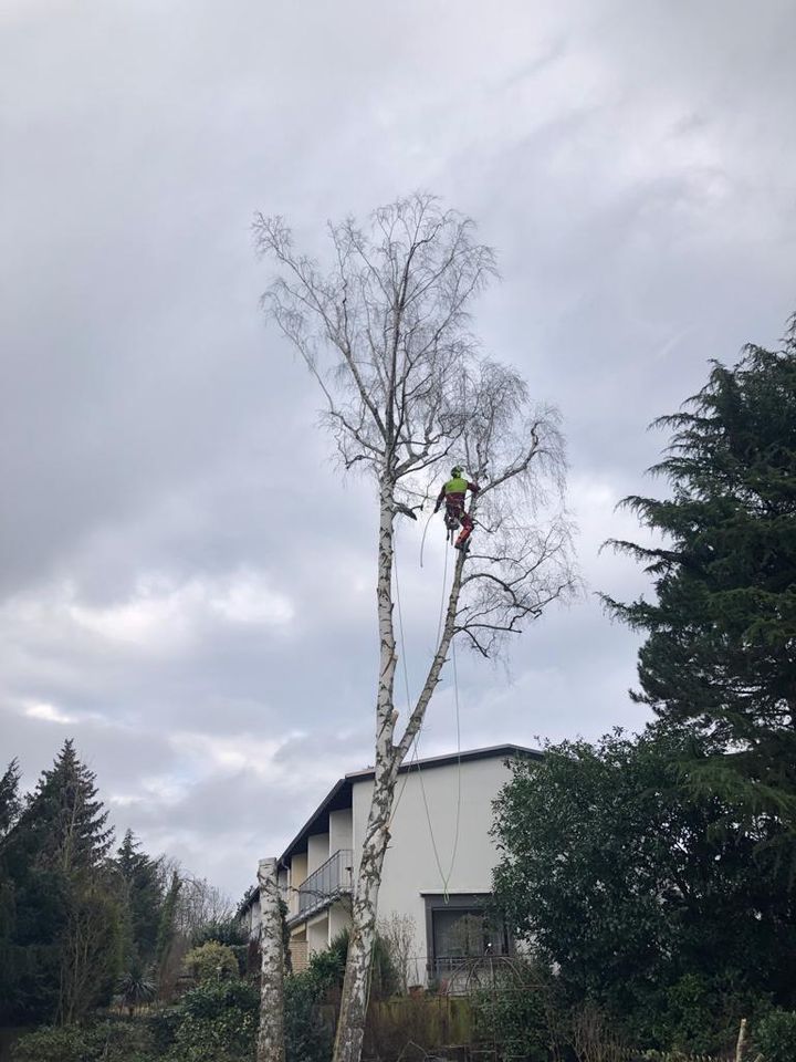 Wurzelfräsen Sturmschaden  Baumfällung Baumpflege Obstbaumschnitt in Gierschnach