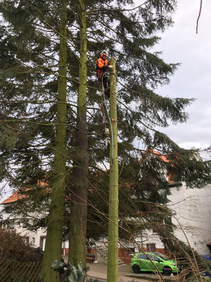 Baumschnitt , Baumfällung , Baggerarbeiten, Zaunbau in Söhrewald