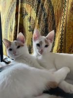 zwei tolle Katzen umständehalber in neues Zuhause abzugeben Leipzig - Reudnitz-Thonberg Vorschau