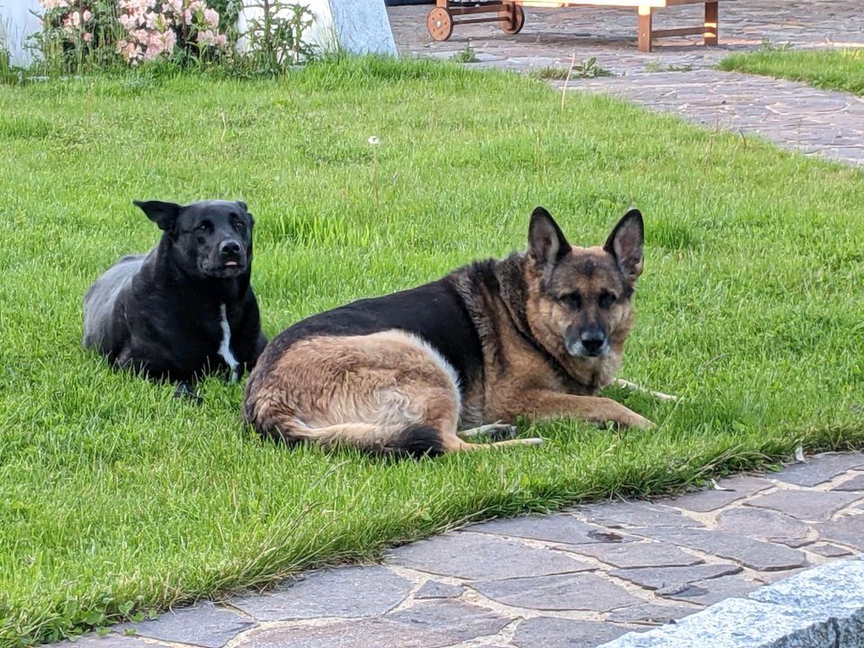 Koen - gemütlicher, älterer Rüde sucht ein Zuhause ♥️ in Hünxe