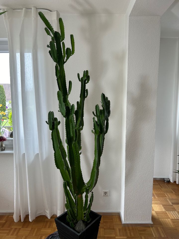 Imposanter Westernkaktus Euphorbia Wolfsmilch XXL in Horb am Neckar