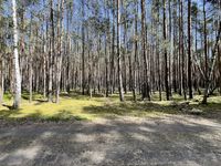 AUKTION: 0,9 ha Waldfläche Sachsen - Kamenz Vorschau