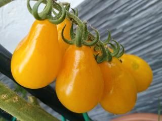 Gartenauflösung Tomatenpflanzen Paprikapflanzen in Hamburg