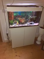 Aquarium + Unterschrank mit Zubehör und Fische Nordrhein-Westfalen - Leverkusen Vorschau