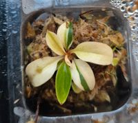 Philodendron Yellow Congo variegated, sehr seltene kleine Pflanze Baden-Württemberg - Ulm Vorschau