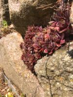 Sempervivum Roter Hauswurz Niedersachsen - Seevetal Vorschau