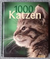 1000 Katzen Nordrhein-Westfalen - Schwelm Vorschau