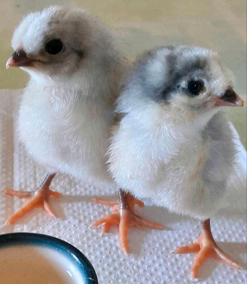 Lavender Araucana Türkis/ Grünleger ( keine) Bruteier in Frohburg