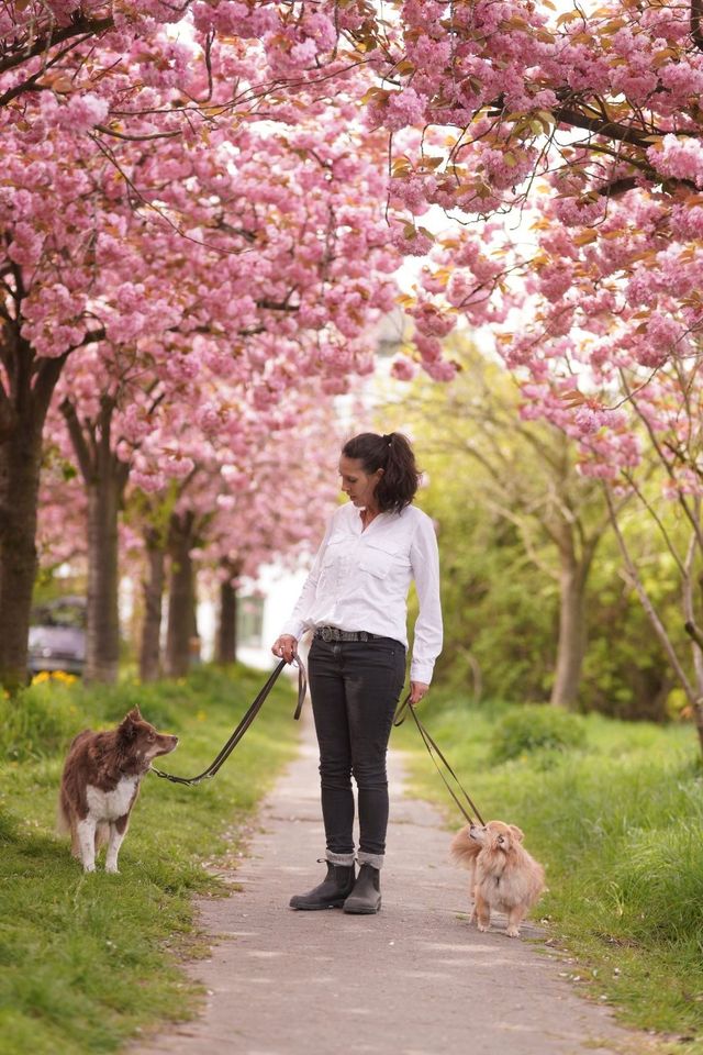 Erziehung Training Kommunikation Mensch-Hund Erstgespräch in Jork