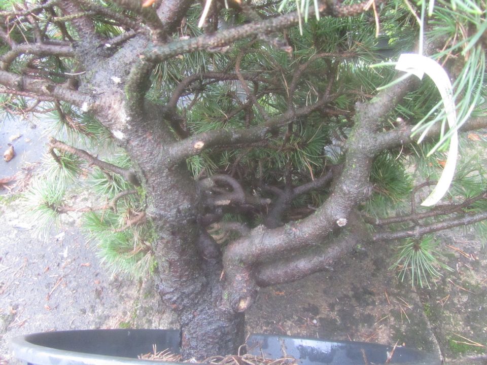 Pinus uncinata 'Grüne Welle, Bonsai Rohware, 70-85 cm, 7-7,5cm Ø in Soltau