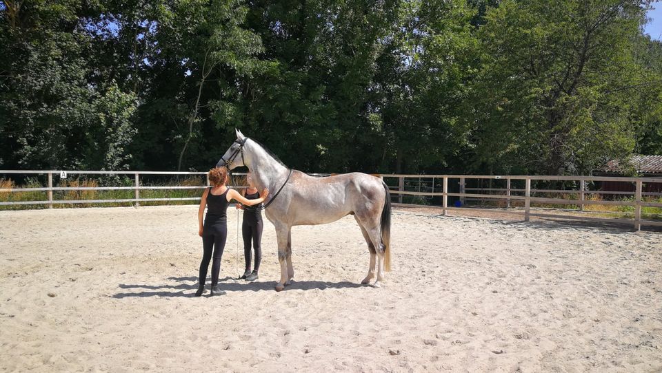 Reitunterricht für Jung und Alt, Anfänger bis Fortgeschrittene in Dettelbach