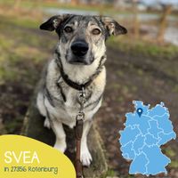 Kleine Svea sucht neues Zuhause Gröpelingen - Oslebshausen Vorschau