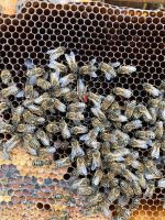 Bienenvölker 2-zargig DN   Wirtschaftsvölker Nordrhein-Westfalen - Jülich Vorschau