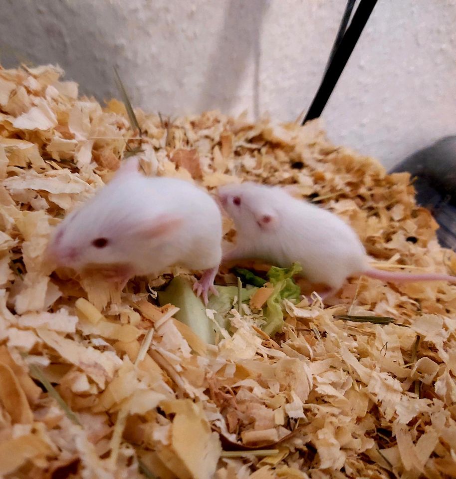 Mäuse abzugeben in Bedburg
