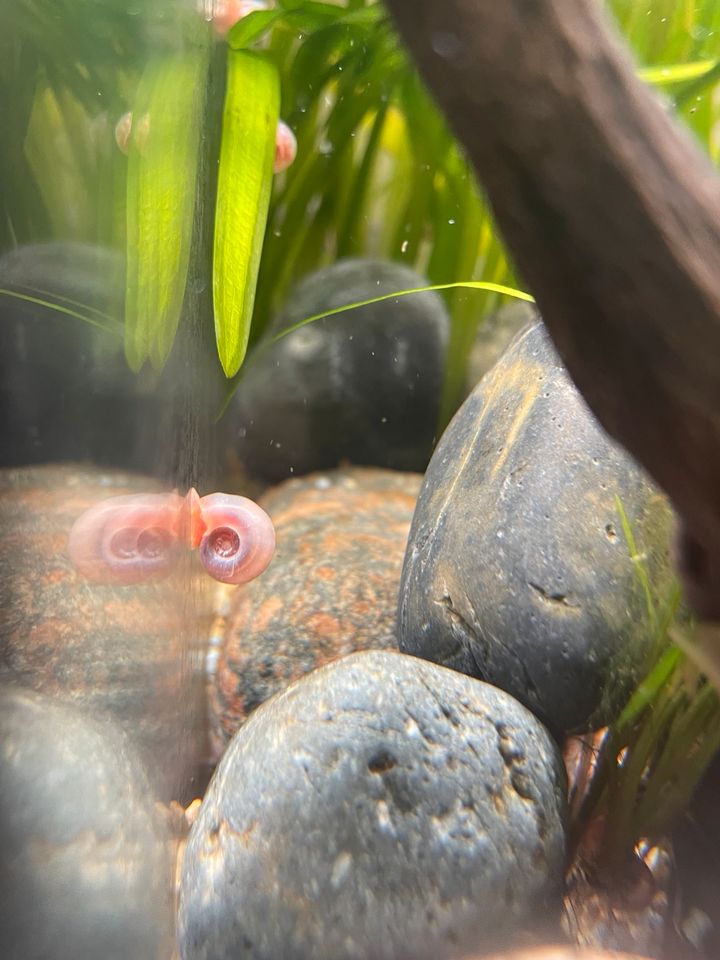 Posthornschnecken - rosa - Aquarium in Grünberg