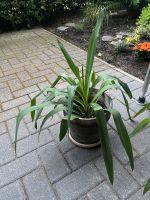 Yucca Ableger Kreis Pinneberg - Schenefeld Vorschau