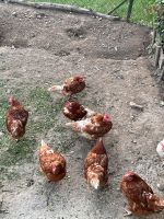 Hühner abzugeben Niedersachsen - Bockenem Vorschau