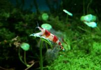 Red Bee Garnelen, Bienengarnelen, Crystal Red, Caridina logemanni Leipzig - Kleinzschocher Vorschau