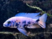 Malawis Sciaenochromis fryeri Calico Bayern - Regensburg Vorschau