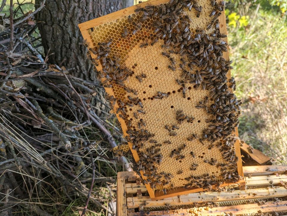 Zander und Zadant Bienen Ableger in Nürnberg (Mittelfr)