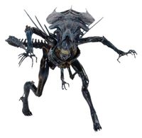 " ALIEN QUEEN " ULTRA DELUXE ( NECA ) Hessen - Weilmünster Vorschau