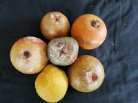 Alte Marmorfrüchte (Apfel 2x, Organge, Zitrone, Pfirsich, Feige) Stuttgart - Degerloch Vorschau
