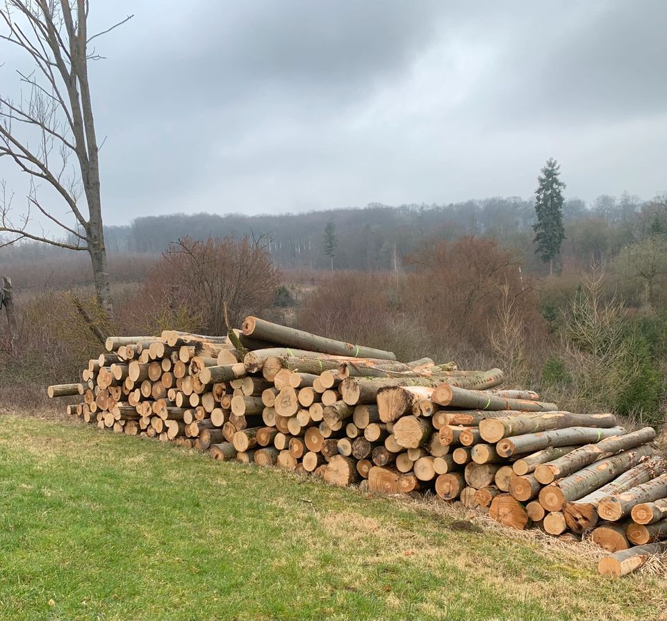 Brennholz Hartlaubholz wie Buche 25 cm in Warburg