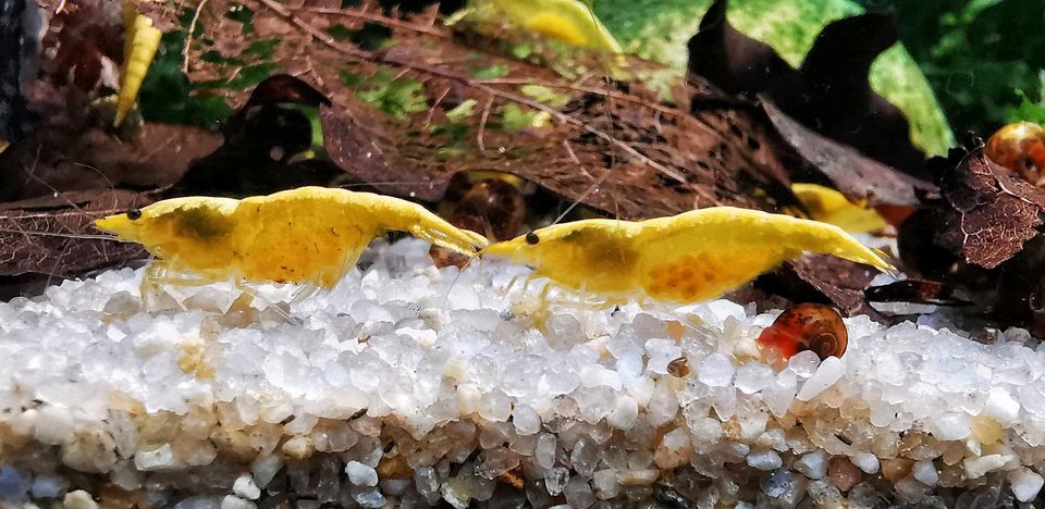 ♦️ Yellow Fire Neon - Zwerg - Garnelen ♦️ Neocaridina davidi in Peißenberg