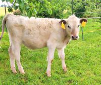 Fresser  Färse Jungvieh weiblich Fleisch x Milch abzugeben Ludwigslust - Landkreis - Malliß Vorschau