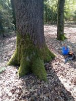 Wurzelfräsen Baumpflege Sturmschadenbeseitigung Baumfällung Nordrhein-Westfalen - Saerbeck Vorschau