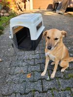Petmate Vari Kennel Ultra, Hundetransportbox Hessen - Wächtersbach Vorschau