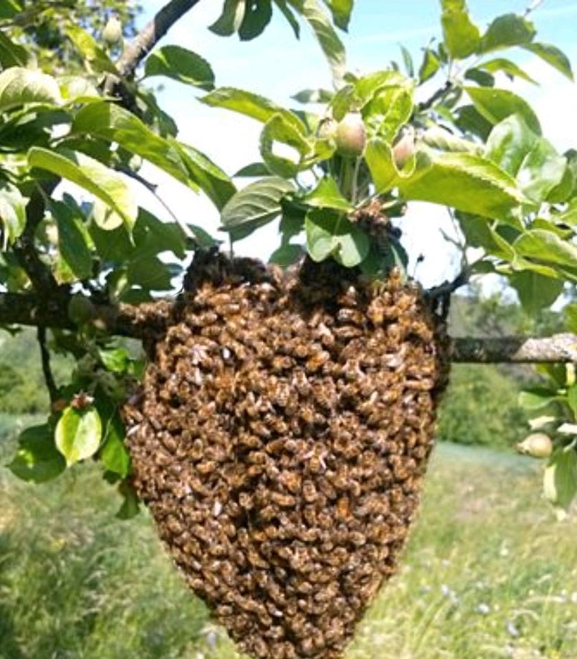 Bienen Bienenschwarm in Allmendingen