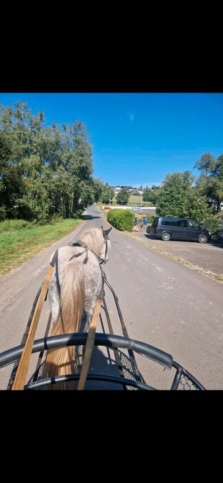 Fahrpony Spanier Stute Pony in Lauterbach (Hessen)