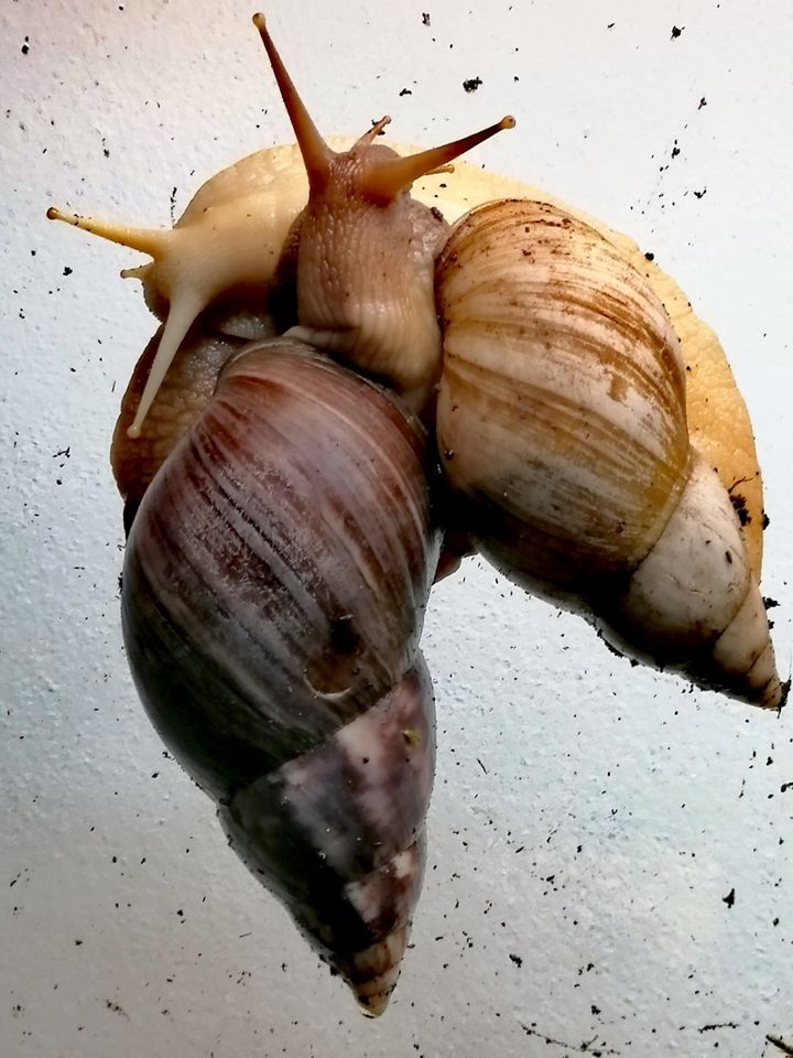 Lissachatina fulica Babyschnecken,, Schnecken, Achatschnecken in Mülsen