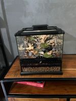 Terrarium komplett mit Rückwand für Vampirkrabben o.Ä. Saarland - Homburg Vorschau