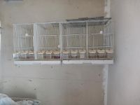 Zuchtboxen  vogelkäfig 50€ Saarland - Riegelsberg Vorschau