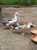 Zuchterpel und Ente Silver Appleyard, Aylesbury Mix 1/2 Jahr Sachsen-Anhalt - Arendsee (Altmark) Vorschau