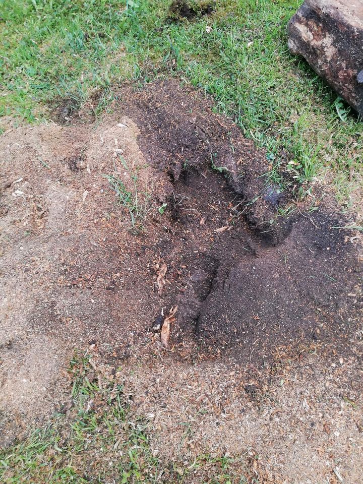 Wurzelstock Fräsen, Baumstumpf entfernen, Hecke Rodung in Moosburg a.d. Isar