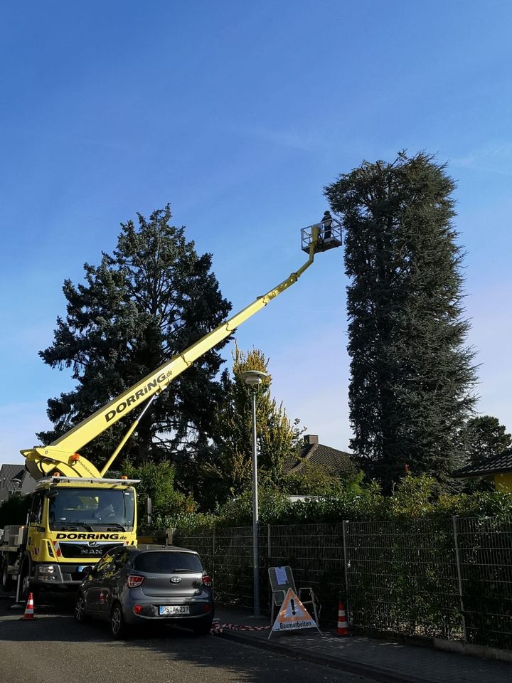 Baumfällung Baumpflege Hubsteiger arbeiten Seilklettertechnik in Pfinztal